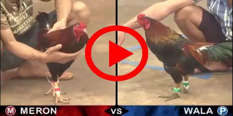 Hiểu rõ luật chơi đá gà cựa sắt bạn sẽ dễ thắng