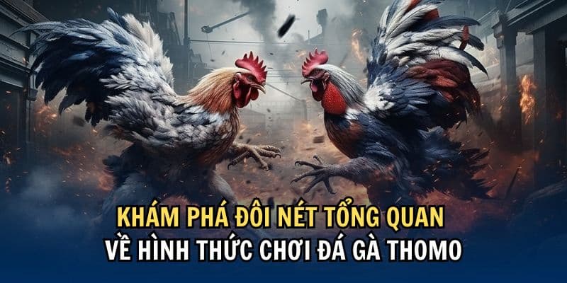 Điểm danh một số loại hình thi chọi kê thomo
