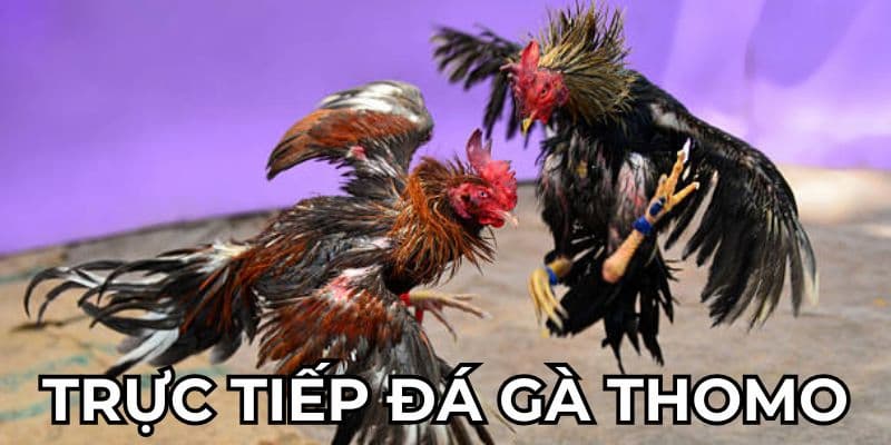 Sơ lược thông tin thú vị về đá gà thomo trực tiếp