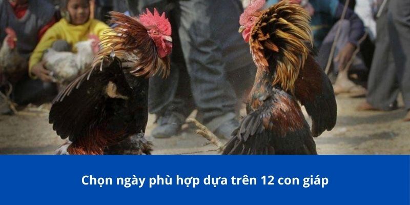 Không nên ra trận khi tình trạng của chiến kê không ổn định