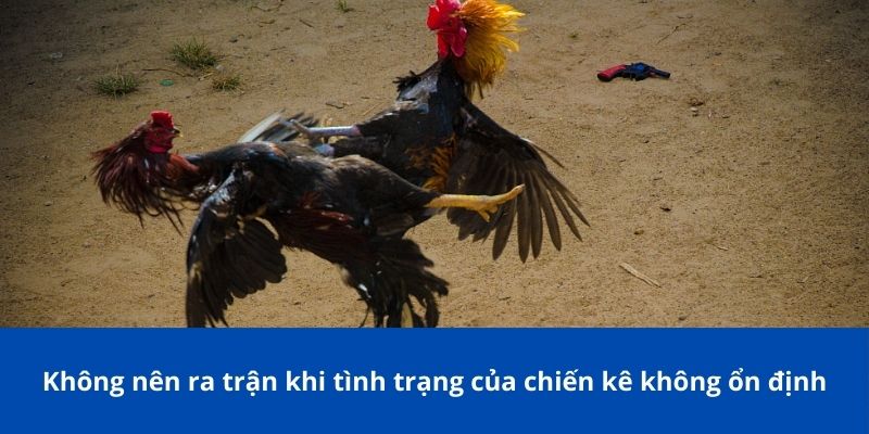 Ngũ hành là một bí kíp xem ngày đá gà quan trọng