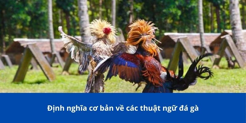 Định nghĩa cơ bản về các từ hay dùng trong đá gà