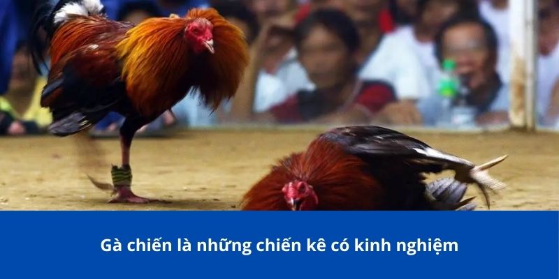 Gà chiến là những chiến kê có kinh nghiệm