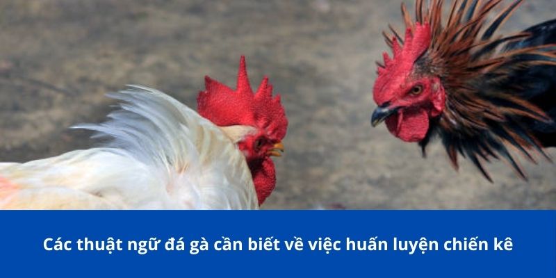 Các thuật ngữ đá gà cần biết về việc huấn luyện chiến kê
