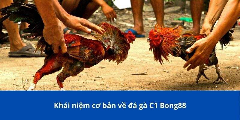 Khái niệm cơ bản về đá gà C1 Bong88