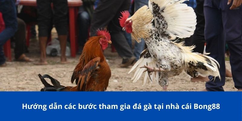Hướng dẫn các bước tham gia đá gà tại nhà cái Bong88