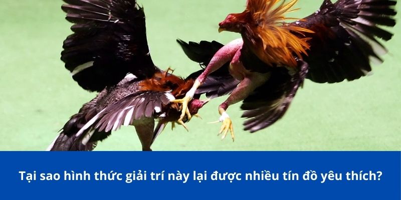 Tại sao hình thức giải trí này lại được nhiều tín đồ yêu thích?