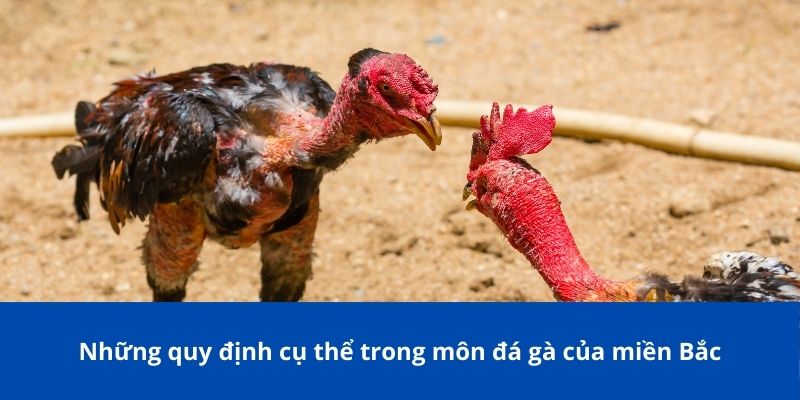 Những quy định cụ thể trong môn đá gà của miền Bắc