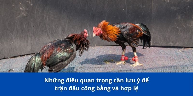 Những điều quan trọng cần lưu ý để trấn đấu công bằng và hợp lệ